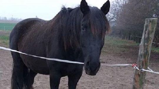 Zbiórka dla Mazura. Koń który poruszył serca 