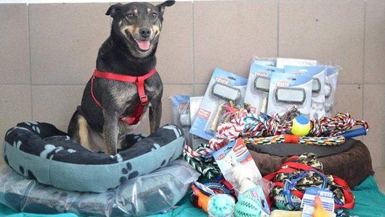 Zbiórka dla schroniska w Białej Podlaskiej. Ty też możesz pomóc