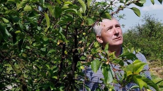 Zbiorów w tym roku nie będzie. Apelują o 2 tys. zł pomocy do każdego znieszczonego hektara