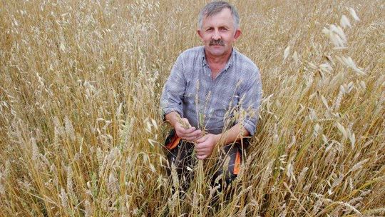 Zbiory będą duże, ale ceny zboża niskie. "Sytuacja jest niepokojąca"