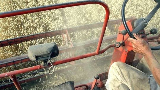 Zboża jare potrzebują wody. Straty są nieuniknione