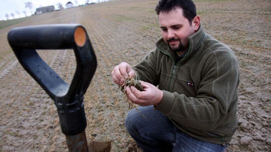 Zboża wymarzły, zasiać nie ma czym. Chleb i olej będą droższe