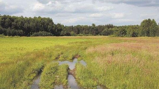 Zbudują nową ścieżkę w Poleskim Parku Narodowym