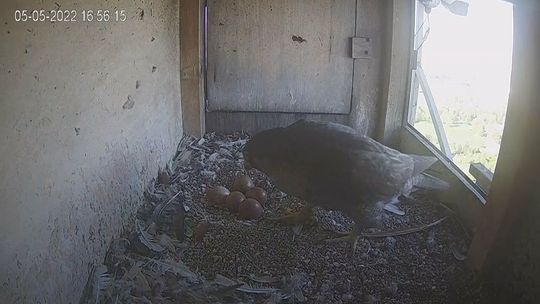 Zbuk zamiast sokoła. Gniazdo na kominie lubelskiej elektrociepłowni posprzątane