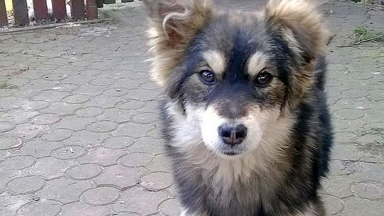 Zdrowy, ale potłuczony. Przygarnij psiaka