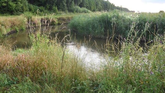 Ze stawu w powiecie kraśnickim wyłowiono ciało mężczyzny