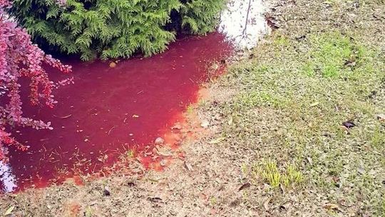 Ze studzienek wylała się krew. Co ze studniami?