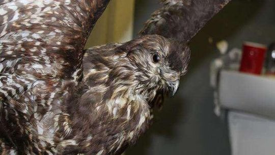 Zemsta myszołowa. Łotysz wpadł na granicy