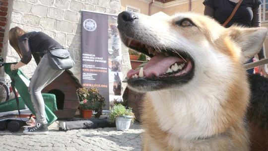 "Zerwijmy łańcuchy" w Lublinie. Zagłodzony pies mieszkał na balkonie