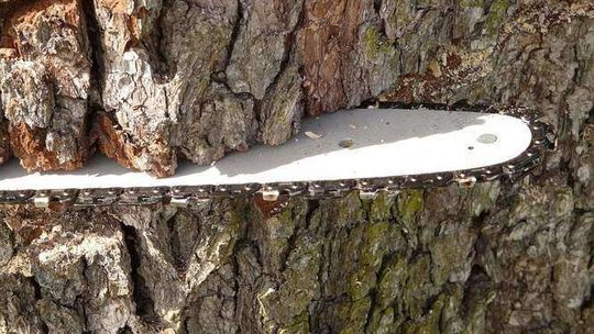 Zginął podczas wycinki drzew na swojej działce