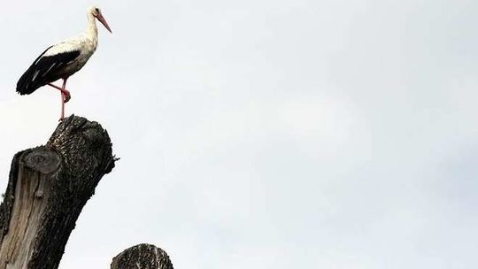 Zięby nie odlatują, wróbli coraz mniej. Zimowe Ptakoliczenie w Zamościu