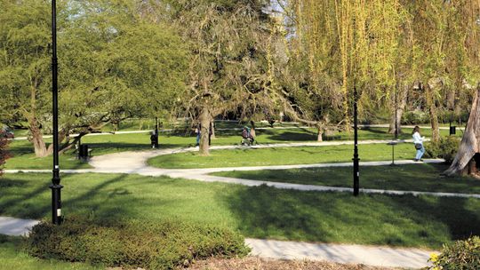 Zieleń rozpaliła radnych w Puławach. Zarzucają prezydentowi kłamstwo i manipulacje