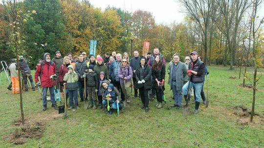 Zielone płuca w centrum miasta. I 500 nowych drzew. Zobacz zdjęcia z sadzenia drzew