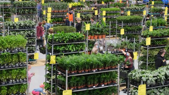 Zielone szaleństwo w Hali Targów już w ten weekend