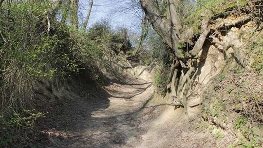 Zieloni w obronie przyrody. Petycja do burmistrza Kazimierza Dolnego