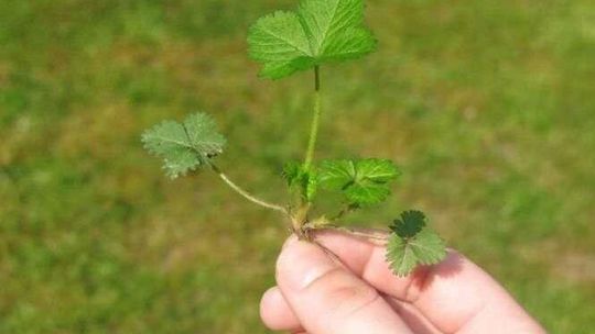 Zielony Budżet Obywatelski. Gdzie Lublin powinien się zazielenić?