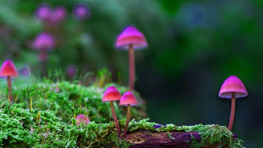 Zielony Budżet w Lublinie. Nabór projektów tylko do niedzieli