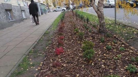 Zielony Budżet w Lublinie: Zgłoszono 74 projekty. Do wydania 2 mln zł