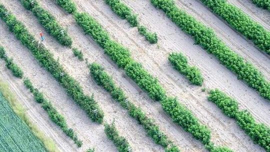 Ziemia rolna jeszcze drożeje. W woj. lubelskim ceny są najniższe