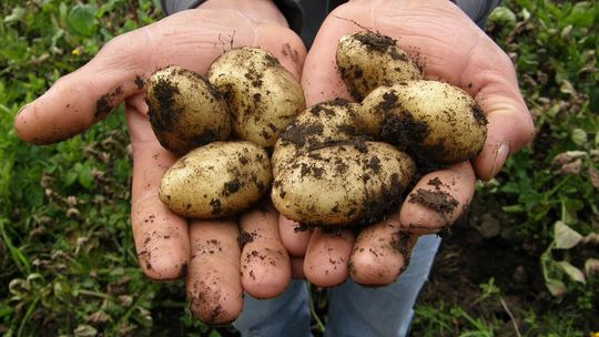 Ziemniaczane smaki jesieni