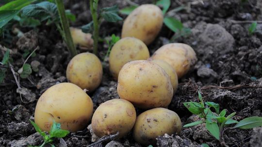 Ziemniak w roli głównej. Przed nami IV Festiwal Kuchnia Inspiracji