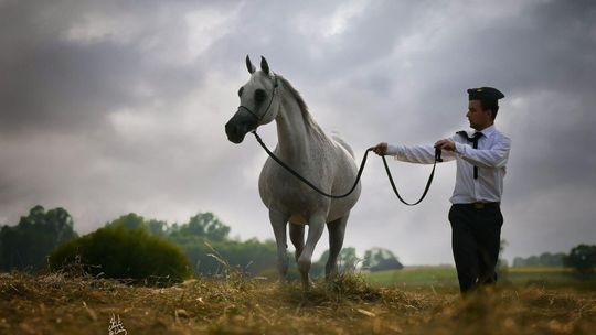 Zigi Zana ma pociągnąć aukcję Pride of Poland. Mniej koni na liście 