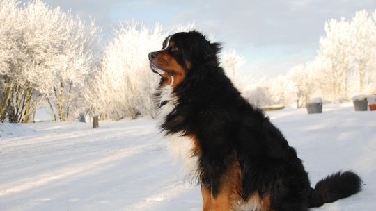 Zimą dbaj o zwierzęta
