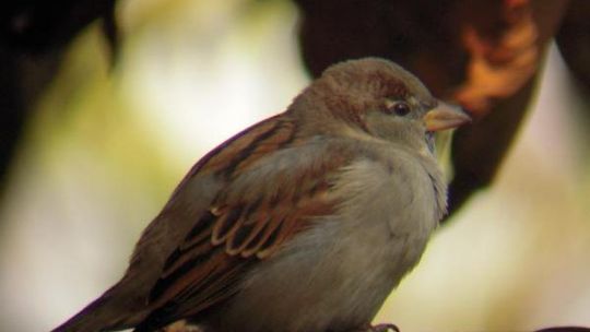 Zima już tuż-tuż, pamiętajcie o skrzydlatych 