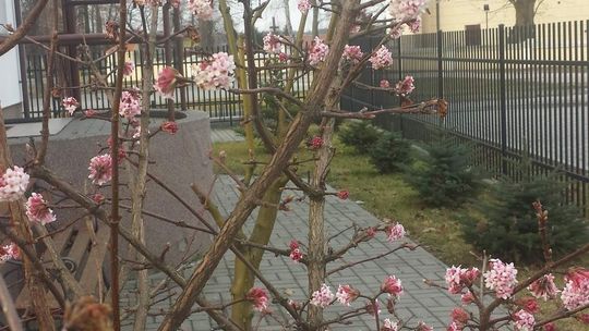 Zima od poniedziałku, a w ogródkach kwitną krzewy