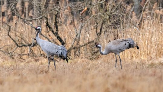 Zima się skończyła, zanim się zaczęła. Żurawie już przyleciały do Poleskiego Parku Narodowego