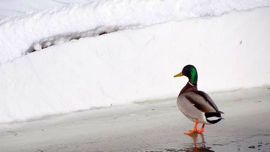 Zima w Zamościu (zdjęcia)