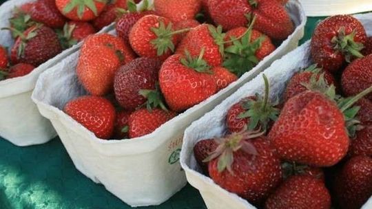 Zimna wiosna, lato bez owoców. Truskawki drogie, czereśnie będą jeszcze droższe