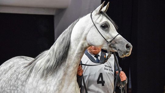 Zimowa aukcja na Służewcu. Minister: "Nie było żadnej zapaści hodowli koni w Polsce"