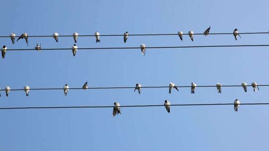 Zimowe Ptakolicznie. Dołącz do obserwatorów