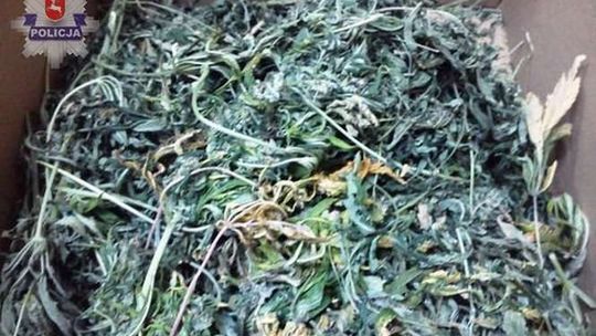 Złapali go z narkotykami. W domu uprawiał konopie indyjskie