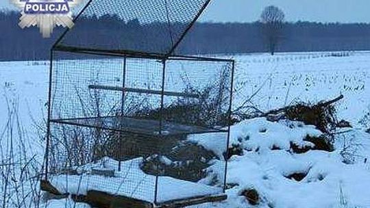 Złapali w klatkę jastrzębia i zabili. Chodziło o gołębie