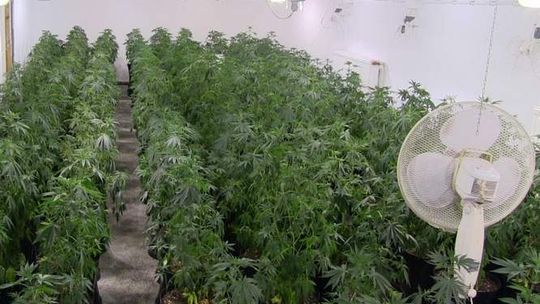 Zlikwidowano dużą plantację marihuany (wideo)