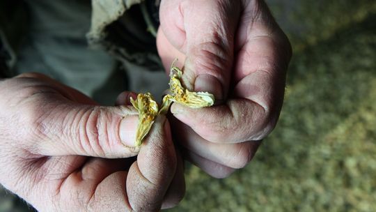 Zlikwidują Puławski Chmiel. Browary wolą ekstrakt z Niemiec