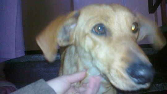 Zlitowała się nad psem i teraz ma kłopot, czworonożny