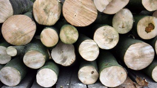 Złodziei drewna zdradza DNA. Nowoczesne technologie Straży Leśnej