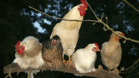 Złodziej przyszedł po 10 kur i kaczora