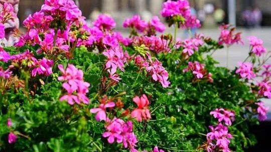 Złodziej sadzonek kwiatów stanie przed sądem