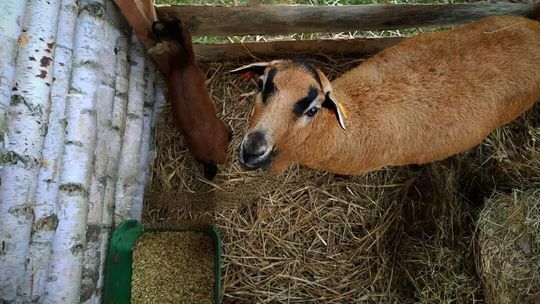 Złodziej w bożonarodzeniowej szopce. Uprowadził... żywego baranka