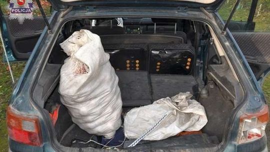 Złodziej w sadzie. Ukradł 2 tony jabłek