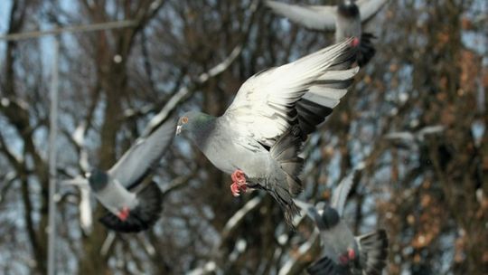 Złodziej zmasakrował 20 gołębi