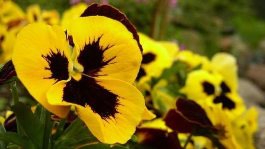 Złodzieje miejskich kwiatów. Urząd oferuje 500 zł nagrody