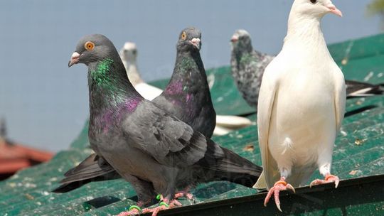Złodzieje z Warszawy ukradli gołębie warte 15 tys. zł