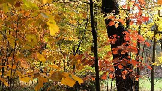 Złota polska jesień. Pogoda będzie zachęcała do spacerów