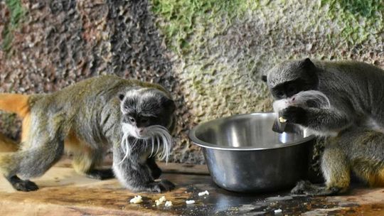 Złotokosy, waran, małpka. Nowi goście w zamojskim Zoo