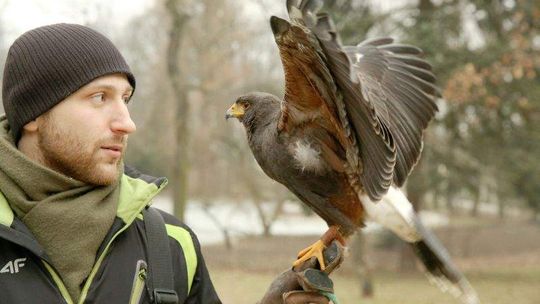 Złowiony przez sokoła gawron to \"wypadek przy pracy\"